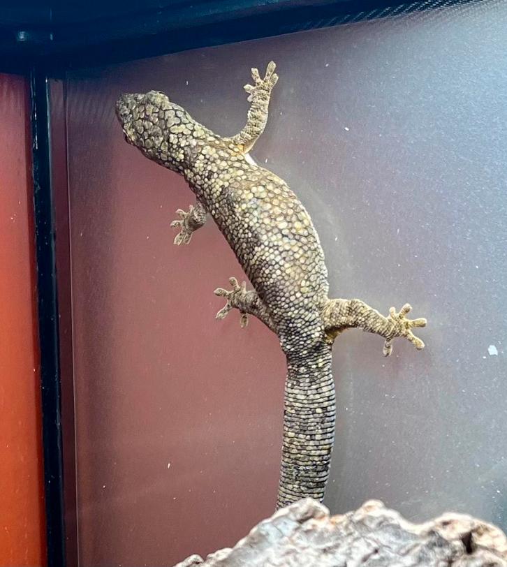 Bewezen kweekkoppel Eurydactylodes occidentalis, Dieren en Toebehoren, Reptielen en Amfibieën, Hagedis, 3 tot 6 jaar