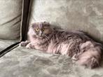 OPZOEK naar Nieuw/Woning/Scottish Fold/Britse Langhaar, Dieren en Toebehoren, Katten en Kittens | Raskatten | Langhaar, Poes