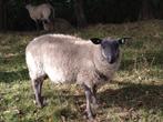 Stamboek Bleu du Maine ramlam, Dieren en Toebehoren, Schapen, Geiten en Varkens, Mannelijk, Schaap