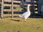 Geheel witte boerengans (vrouwtje), Dieren en Toebehoren, Pluimvee, Vrouwelijk, Gans of Zwaan