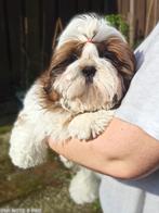 Shih Tzu pups, Dieren en Toebehoren, Honden | Chihuahua's en Gezelschapshonden, Fokker | Hobbymatig, Rabiës (hondsdolheid), 15 weken tot 1 jaar