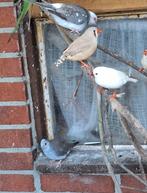 Koppeltje bonte diamantduiven, Dieren en Toebehoren, Vogels | Duiven, Meerdere dieren