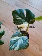 Veel soorten kamerplanten, Ophalen of Verzenden, Overige soorten, Minder dan 100 cm