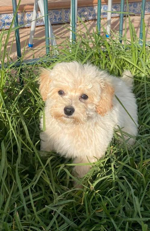 Schitterende toy POEDEL pupjes, Dieren en Toebehoren, Honden | Chihuahua's en Gezelschapshonden, Reu, Overige rassen, Particulier