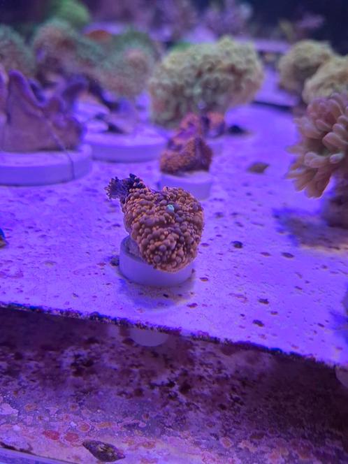Ricordea Yuma orange/rainbow oren, Dieren en Toebehoren, Vissen | Aquaria en Toebehoren, Nieuw, Filter of Co2, Ophalen