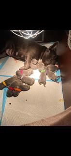 3 franse Bulldog pups reutjes, Dieren en Toebehoren, Honden | Bulldogs, Pinschers en Molossers, CDV (hondenziekte), Particulier