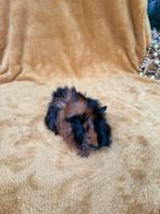 Lieve jonge schimmel cavia zeugjes te koop, Dieren en Toebehoren, Knaagdieren, Cavia, Vrouwelijk, November, Tam