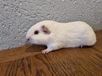 2 cavia beren te koop, Dieren en Toebehoren, Cavia, Augustus, Mannelijk, Tam