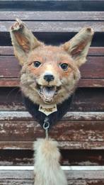 Opgezette Vossenkop met Staart, Ophalen of Verzenden