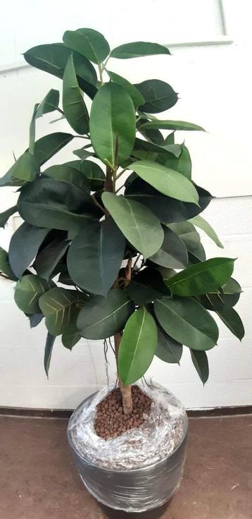 Grote kunstplant Ficus Robusta rubberplant in pot 5x beschikbaar voor biedingen
