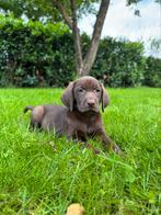 Labmaraner pups ( labrador x weimaraner ), Dieren en Toebehoren, Honden | Retrievers, Spaniëls en Waterhonden, Nederland, CDV (hondenziekte)