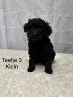 POMAPOO PUPS, Poedel, 8 tot 15 weken, CDV (hondenziekte), Meerdere dieren