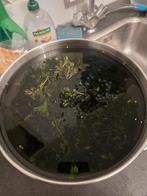 Java mos, Dieren en Toebehoren, Ophalen, Plant(en), Steen of Hout