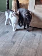 Goed plekje gezocht, Dieren en Toebehoren, Katten en Kittens | Overige Katten, Poes