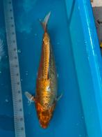 Kogane ochiba, Dieren en Toebehoren, Vissen | Vijvervissen, Karper of Koi
