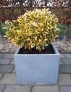 Euonymus -Kardinaalsmuts plant, Tuin en Terras, Ophalen, Overige soorten, Volle zon