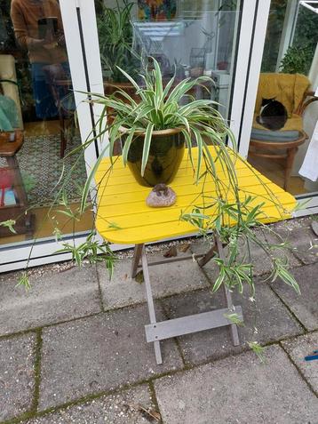 Graslelie , kamerplant beschikbaar voor biedingen