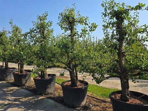 Pyrus conference oude karakteristieke fruitbomen, Tuin en Terras, Planten | Fruitbomen, Lente, Ophalen of Verzenden