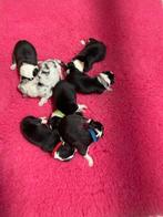 Australian Shepherd met stamboom, Dieren en Toebehoren, Honden | Herdershonden en Veedrijvers, Nederland, CDV (hondenziekte), 8 tot 15 weken
