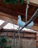 Gratis Koppel  Witte Sierduiven met 1 jong, Dieren en Toebehoren, Vogels | Duiven, Meerdere dieren, Overige soorten