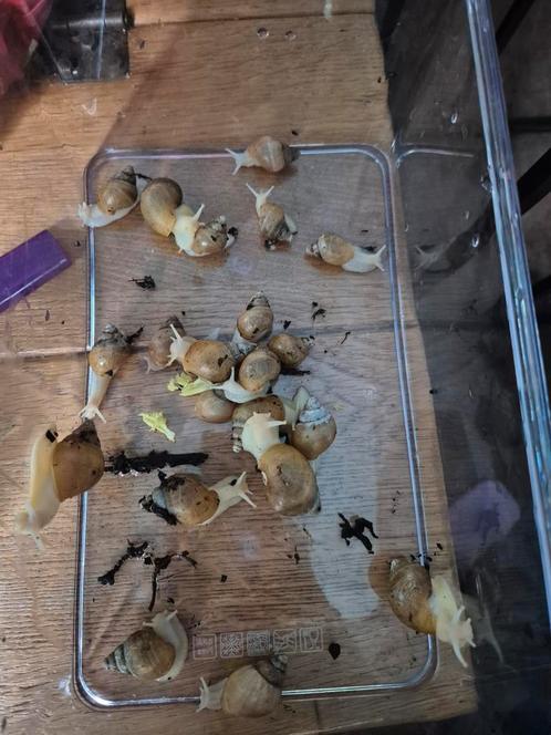 Jonge albino agaatslakken, Dieren en Toebehoren, Reptielen en Amfibieën | Toebehoren, Zo goed als nieuw, Overige typen, Ophalen