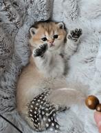 Vier schattige britse korthaar kittens