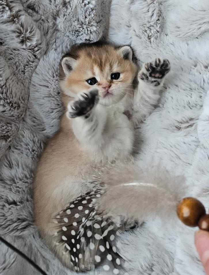 Vier schattige britse korthaar kittens, Dieren en Toebehoren, Katten en Kittens | Raskatten | Korthaar