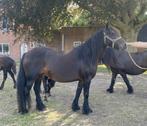 Mooi bruine 4 jarige Fell pony, Dieren en Toebehoren, Pony's, Merrie, Gechipt, 3 tot 6 jaar