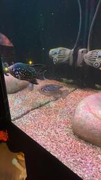 Paratilapia polleni 2x, Vis