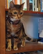 VERMIST kat Connie, Kat