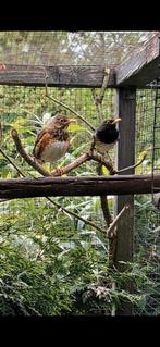 Te ruil gevraagd., Dieren en Toebehoren, Vogels | Overige Vogels, Meerdere dieren, Tropenvogel