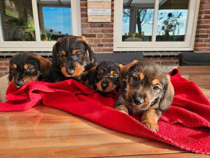 Ruwharige teckel, Jackrussell pups, Dieren en Toebehoren, Honden | Teckels en Dashonden, Meerdere dieren, Standaard, Fokker | Hobbymatig