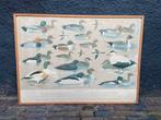 Vintage retro poster schoolplaat watervogels eenden, Ophalen, Natuur en Biologie