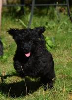 **VERKOCHT**Zeer Bijzondere klein blijvende Boomer meiden, Dieren en Toebehoren, Honden | Chihuahua's en Gezelschapshonden, Nederland