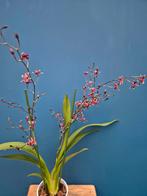Orchidee Oncidium Mercifull 2 tak p12 (1), Ophalen of Verzenden, Halfschaduw, Minder dan 100 cm