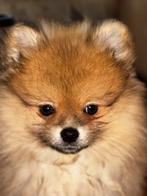 Pomeriaan pup, Dieren en Toebehoren, Particulier, Reu, 8 tot 15 weken, Buitenland