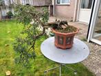 Oude Taxus Bonsai - Fijnbladig & Bont, Tuin en Terras, Planten | Tuinplanten, Ophalen