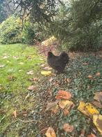 Zijdehoen USA haantjes van begin mei, gratis af te halen, Dieren en Toebehoren, Pluimvee, Mannelijk, Kip