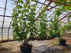 Druivenbomen met druiven 🍇 (Biologisch), Ophalen, Overige soorten, Volle zon, In pot