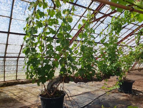 Druivenbomen met druiven 🍇 (Biologisch), Tuin en Terras, Planten | Fruitbomen, Overige soorten, 100 tot 250 cm, Volle zon, Zomer