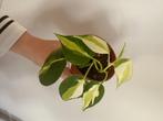 Philodendron cream splash, Huis en Inrichting, Kamerplanten, Overige soorten, Minder dan 100 cm, Groene kamerplant, Halfschaduw