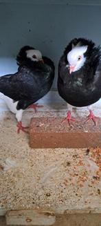 Te koop sierduiven Oudhollands Capucijnen duiven zwarte, Dieren en Toebehoren, Vogels | Duiven, Mannelijk, Overige soorten