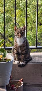 Lieve poes Bella (1 jaar) en speelse kater (4 maanden), Dieren en Toebehoren, Meerdere dieren, Kortharig, 0 tot 2 jaar