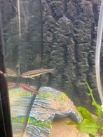 Koud water vissen gezocht, Vis