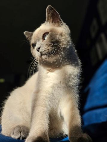 PRACHTIGE DEKKATER BESCHIKBAAR  beschikbaar voor biedingen