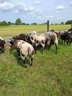 Bonte rammen, Dieren en Toebehoren, Schapen, Geiten en Varkens, Mannelijk, Schaap, 0 tot 2 jaar