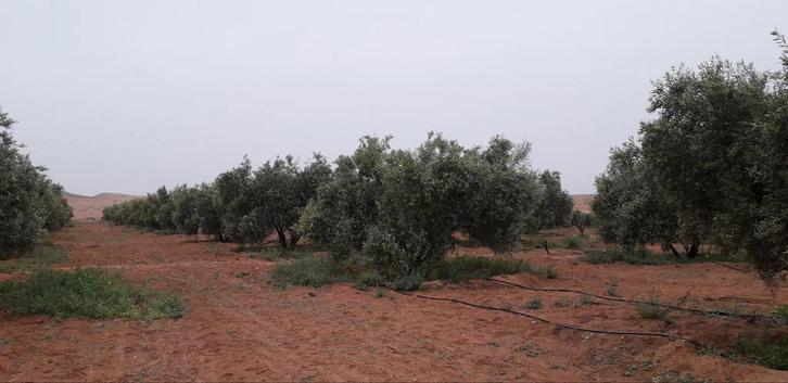 Biologische marokkanse olijfolie EXTRALA, Diversen, Levensmiddelen, Ophalen of Verzenden