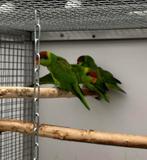 Koppel Irislories, Dieren en Toebehoren, Meerdere dieren, Papegaai, Geringd