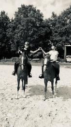 Verzorgpony gezocht, Dieren en Toebehoren, Ophalen of Verzenden, Nieuw