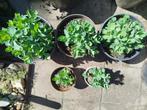 Hemelsleutel, Volle zon, Vaste plant, Zomer, Ophalen